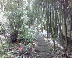 A City Garden To Provide Happiness And More!